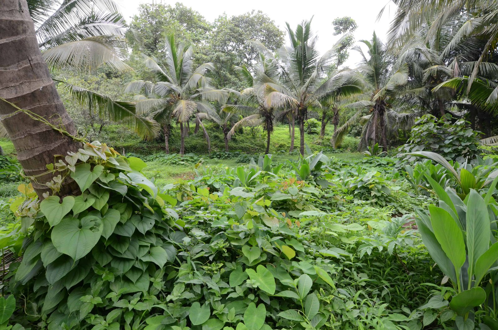 Inside Maachli