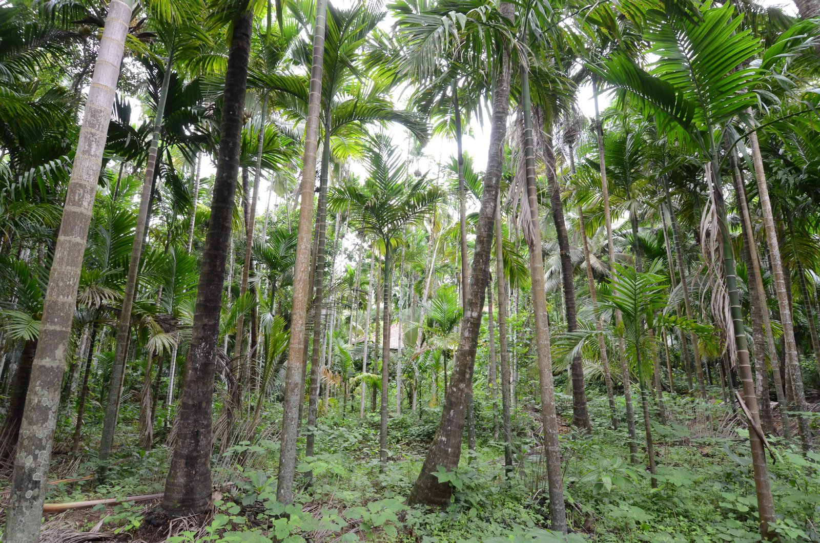 Inside Maachli