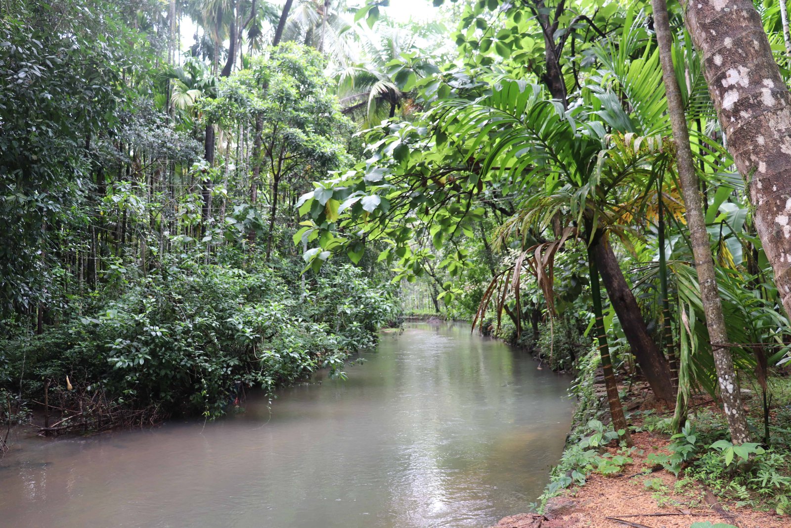 Inside Maachli