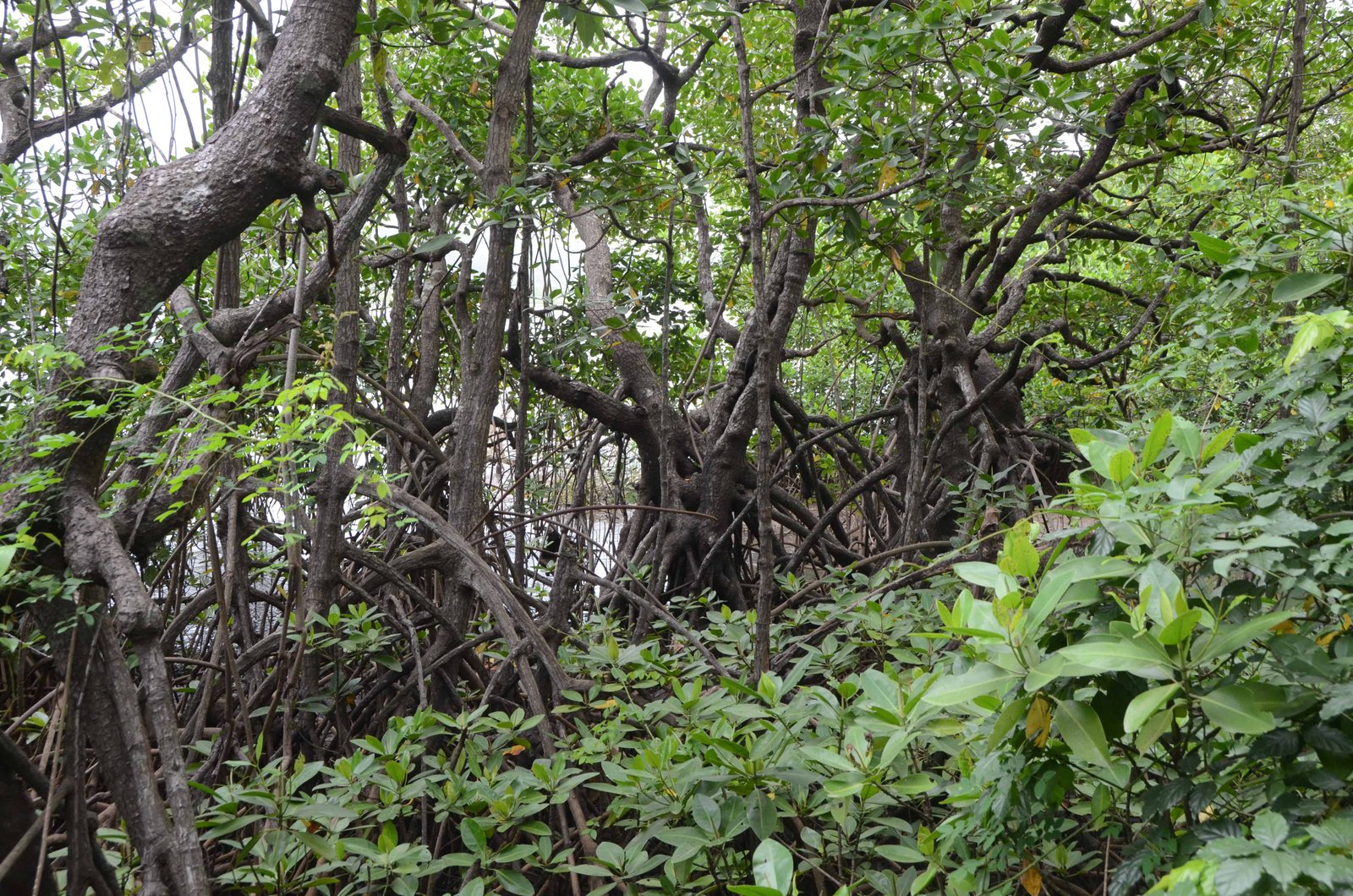 Places to visit near Maachli