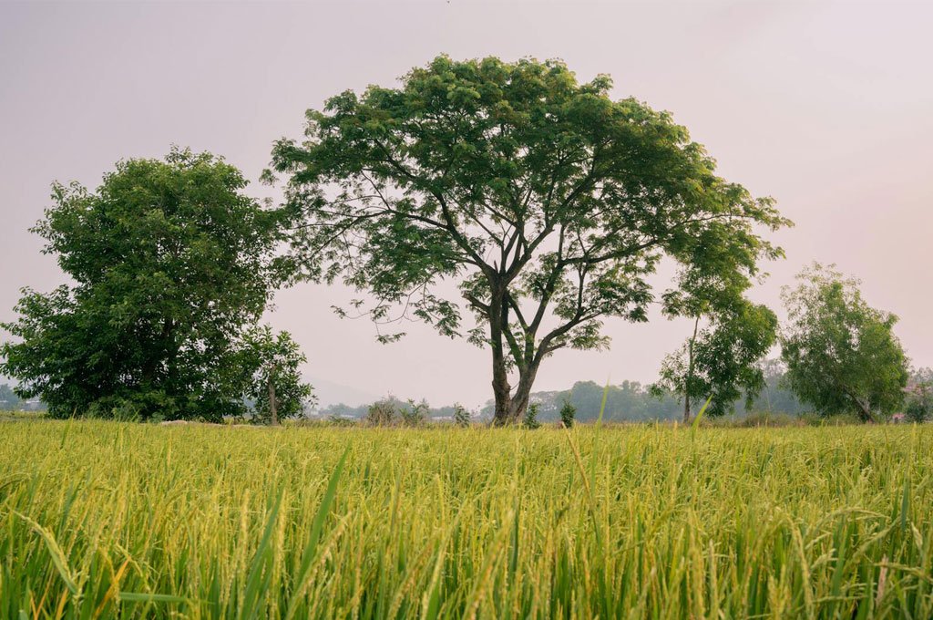 Farm fields